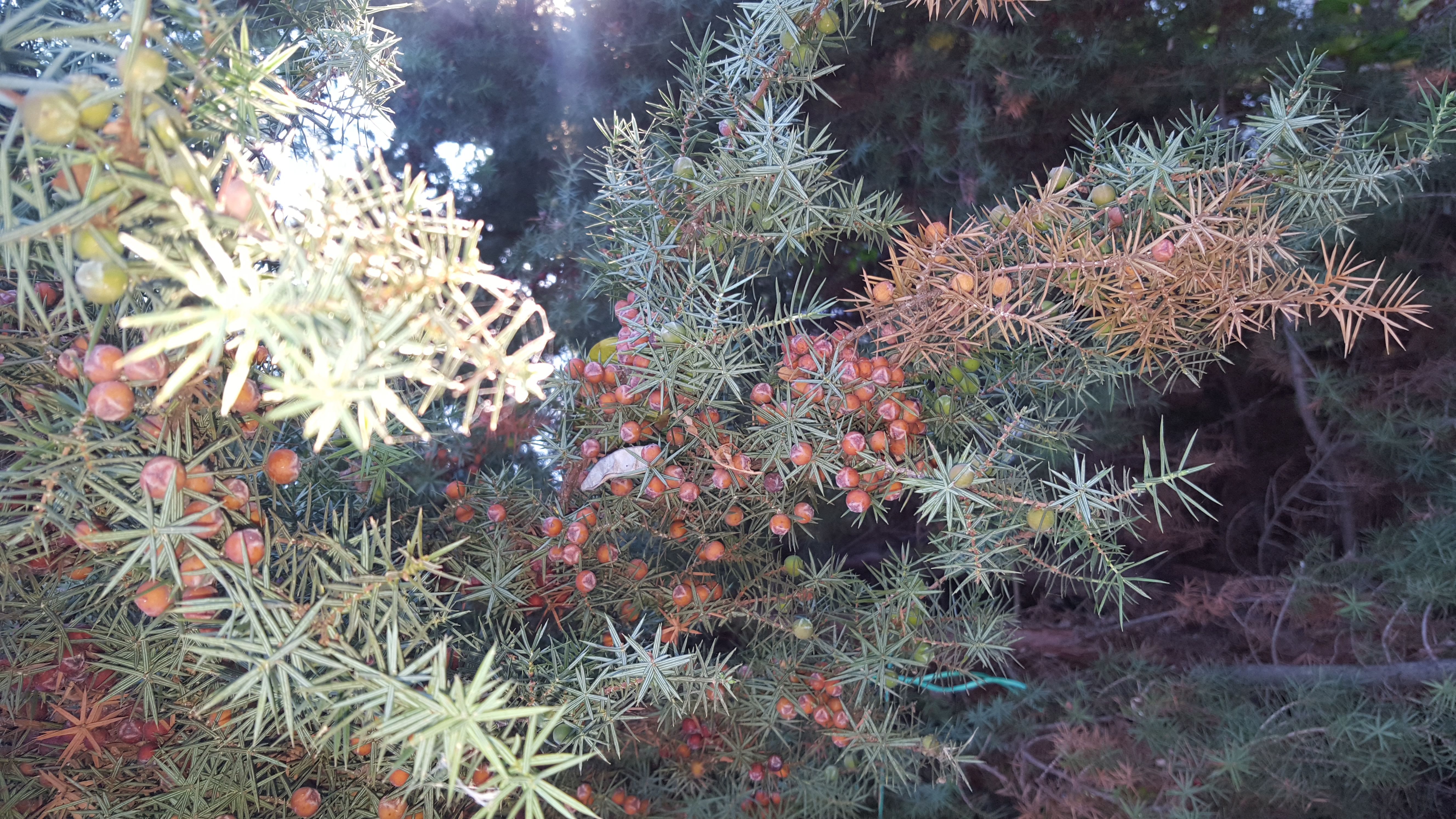 Фото Солнышко