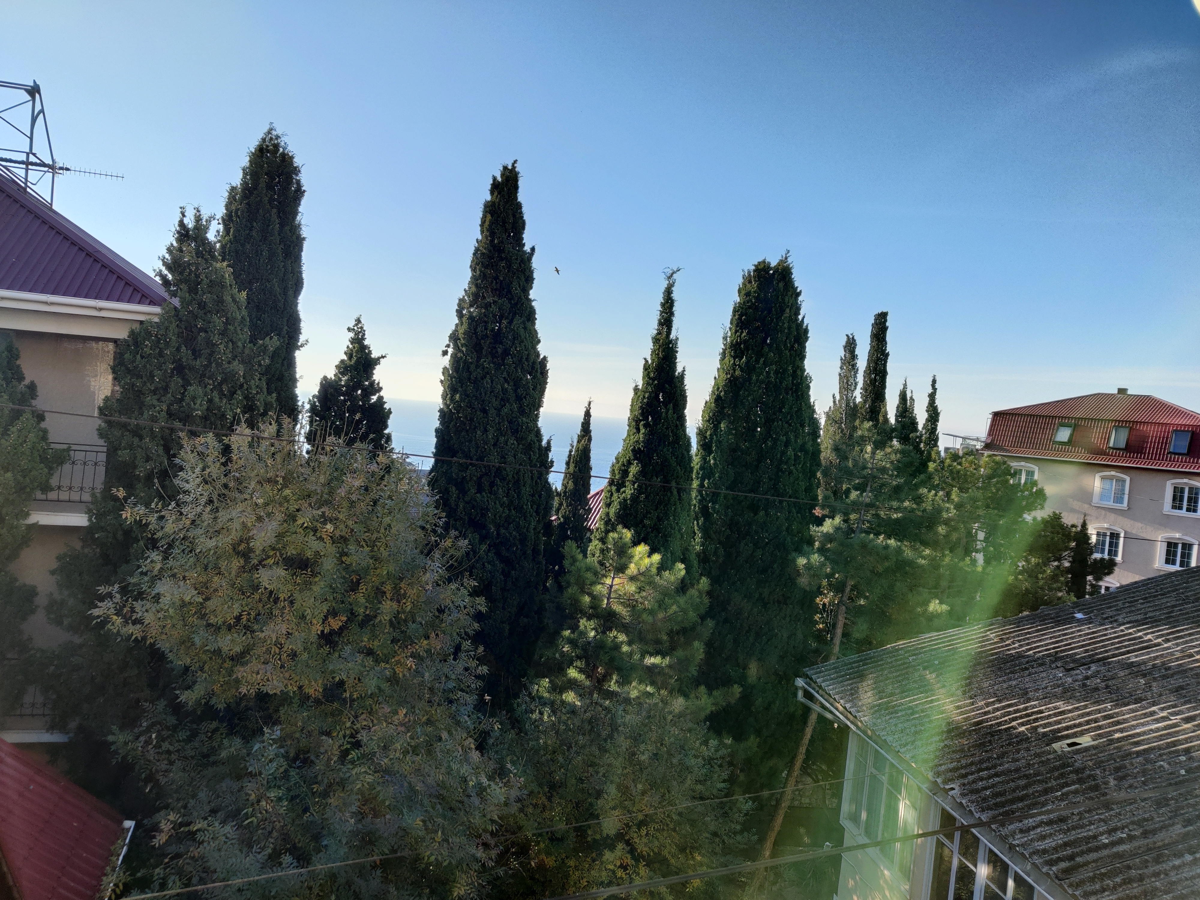 Фото Магнолия