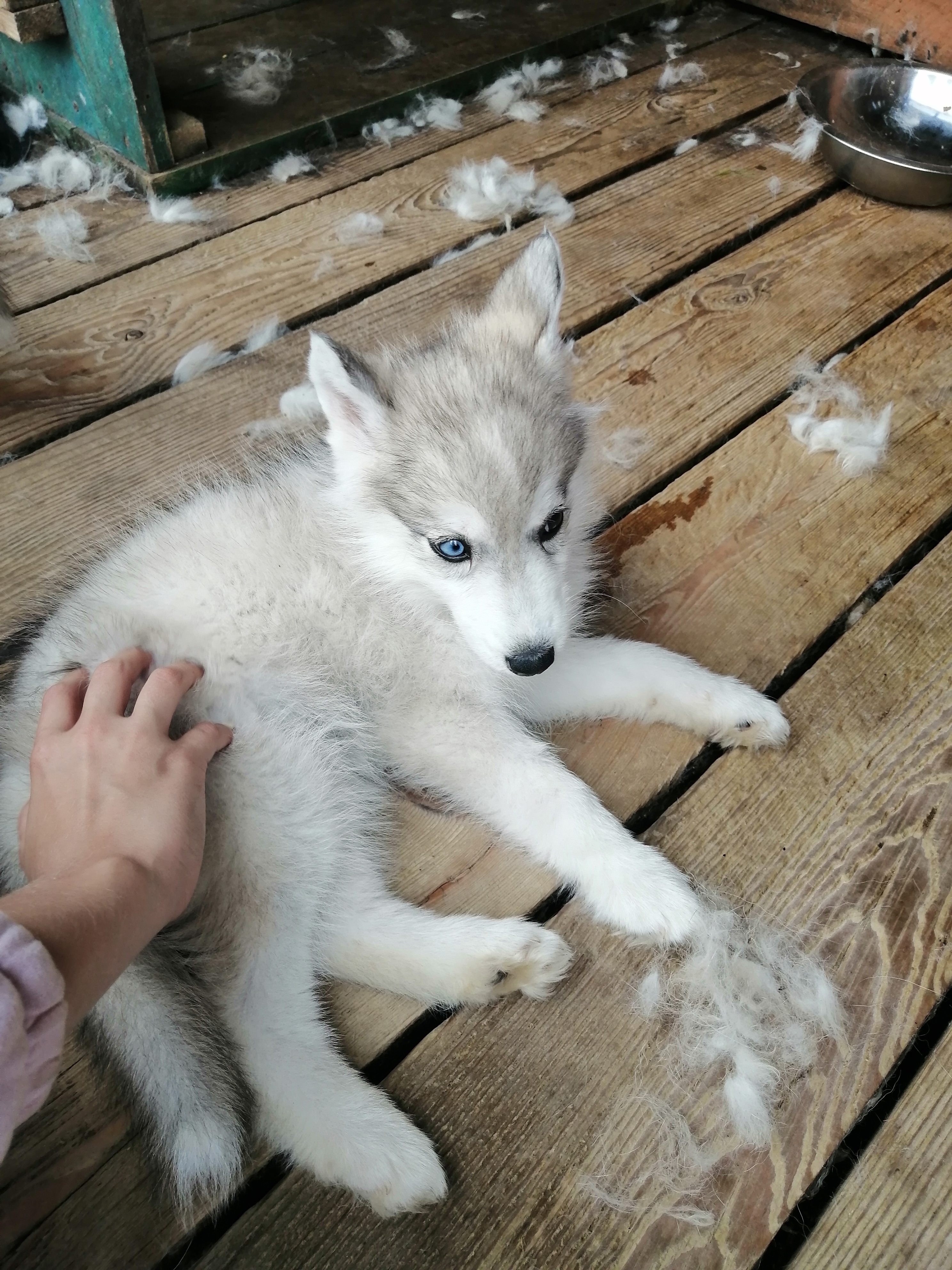 Фото Большие Коты