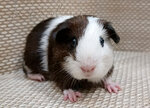 Krisolina guinea pigs (Lensoveta Street, 69к1), animal nursery
