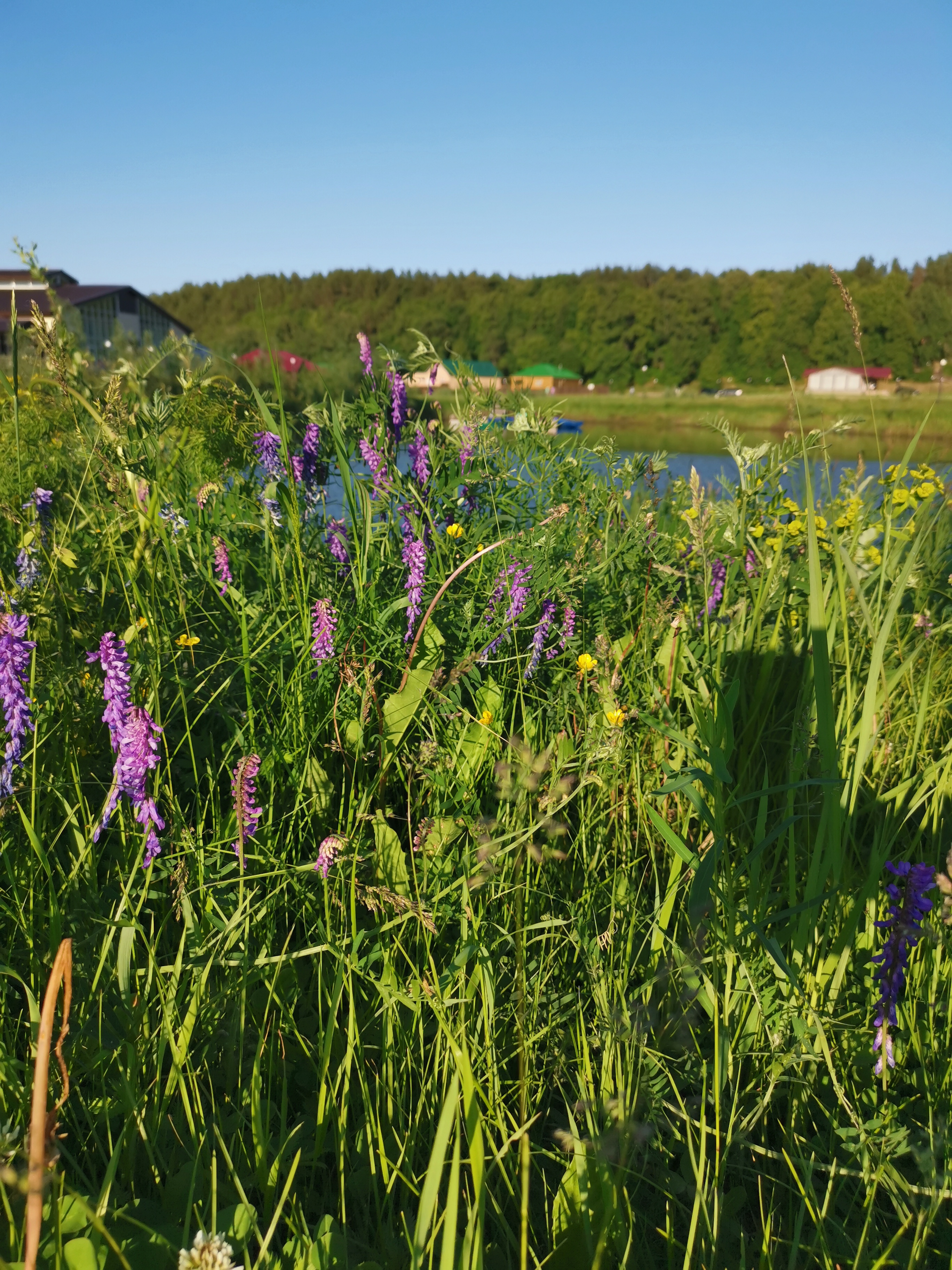Фото Лесной