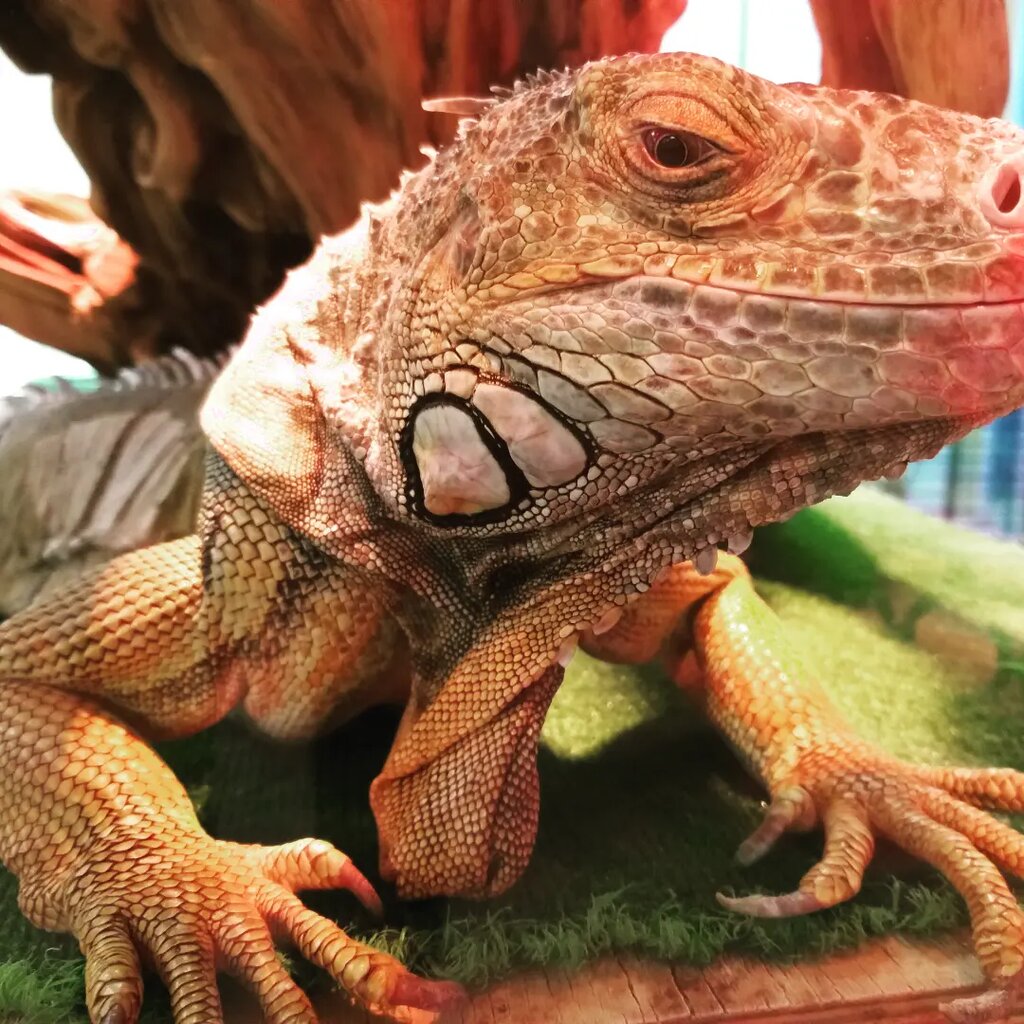 Terrarios Stavropolsky krayevoy Zooekzotarium, , foto