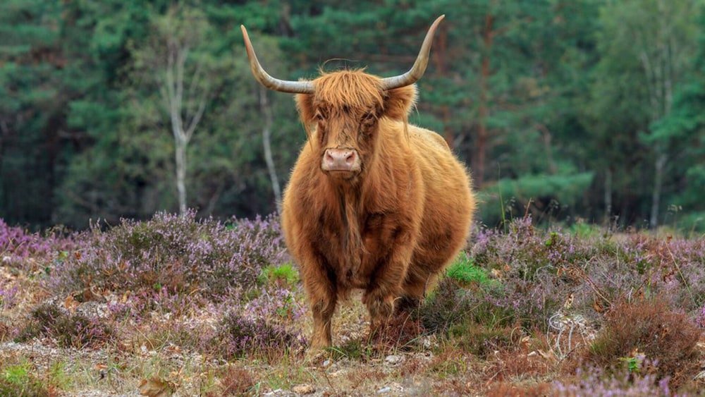 Фото Apartment Flat Fish