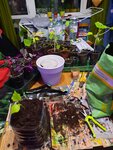 Росток (Baskakova Street, 37), gardening shop