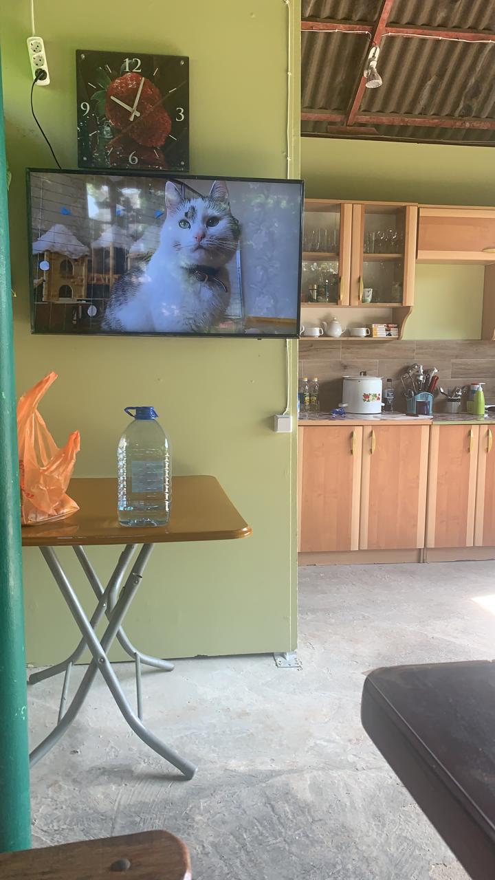 Фото Тетушка Сова