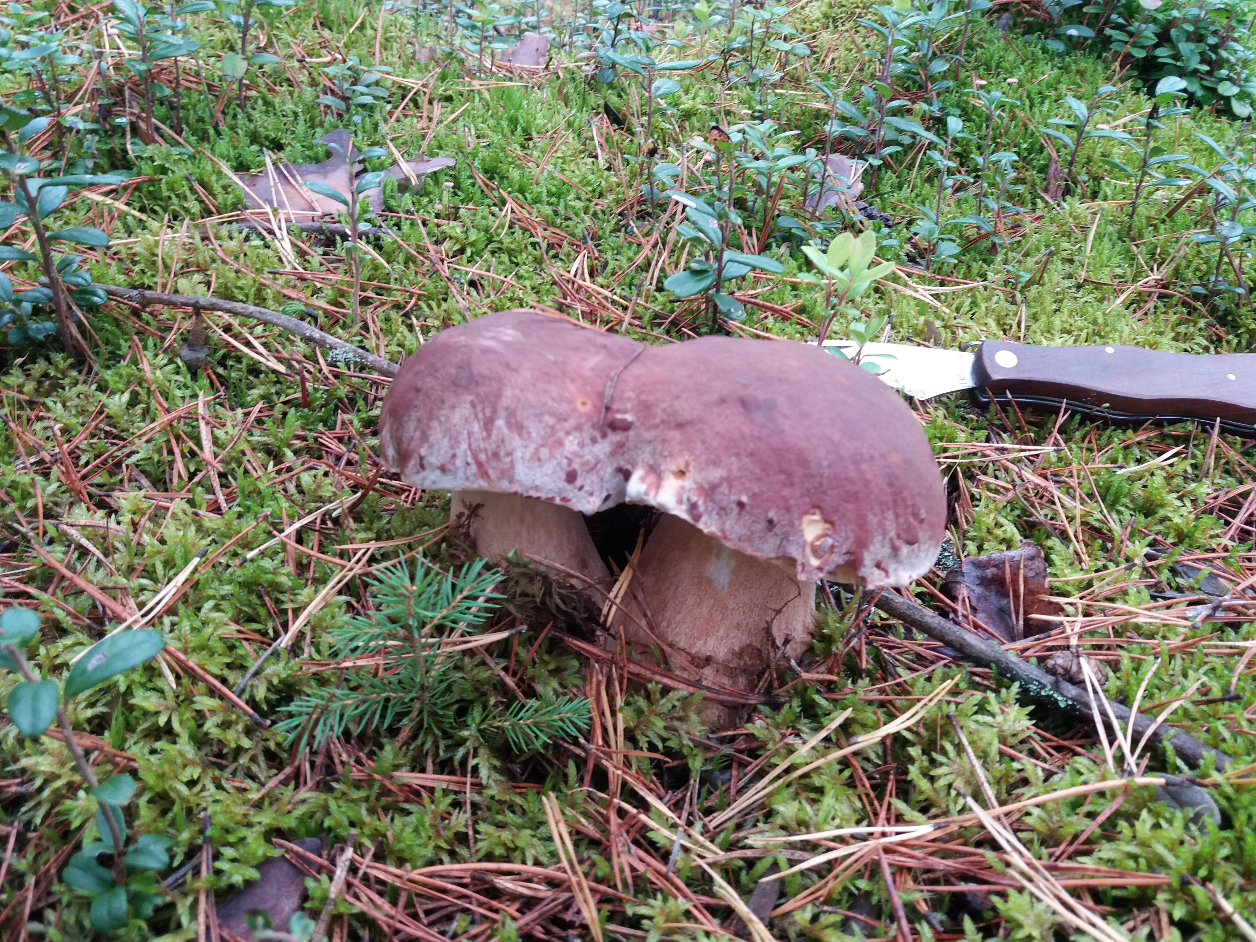 Фото Вилла Бор Волго