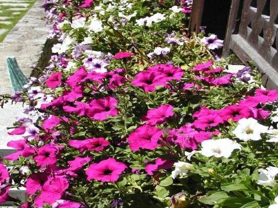 Фото Hotel Castor