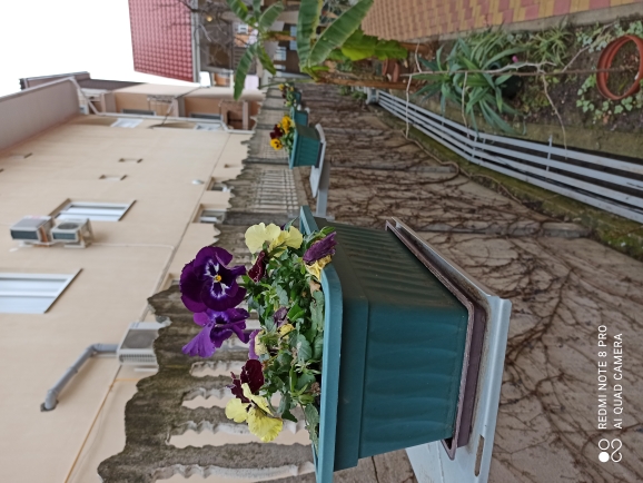 Фото Айвори