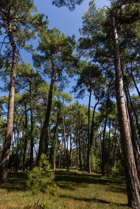 Фото Апсара