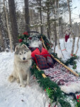 Haski in Forest (posyolok Angarskiye Khutora, Dorozhnaya ulitsa, 13), travel agency