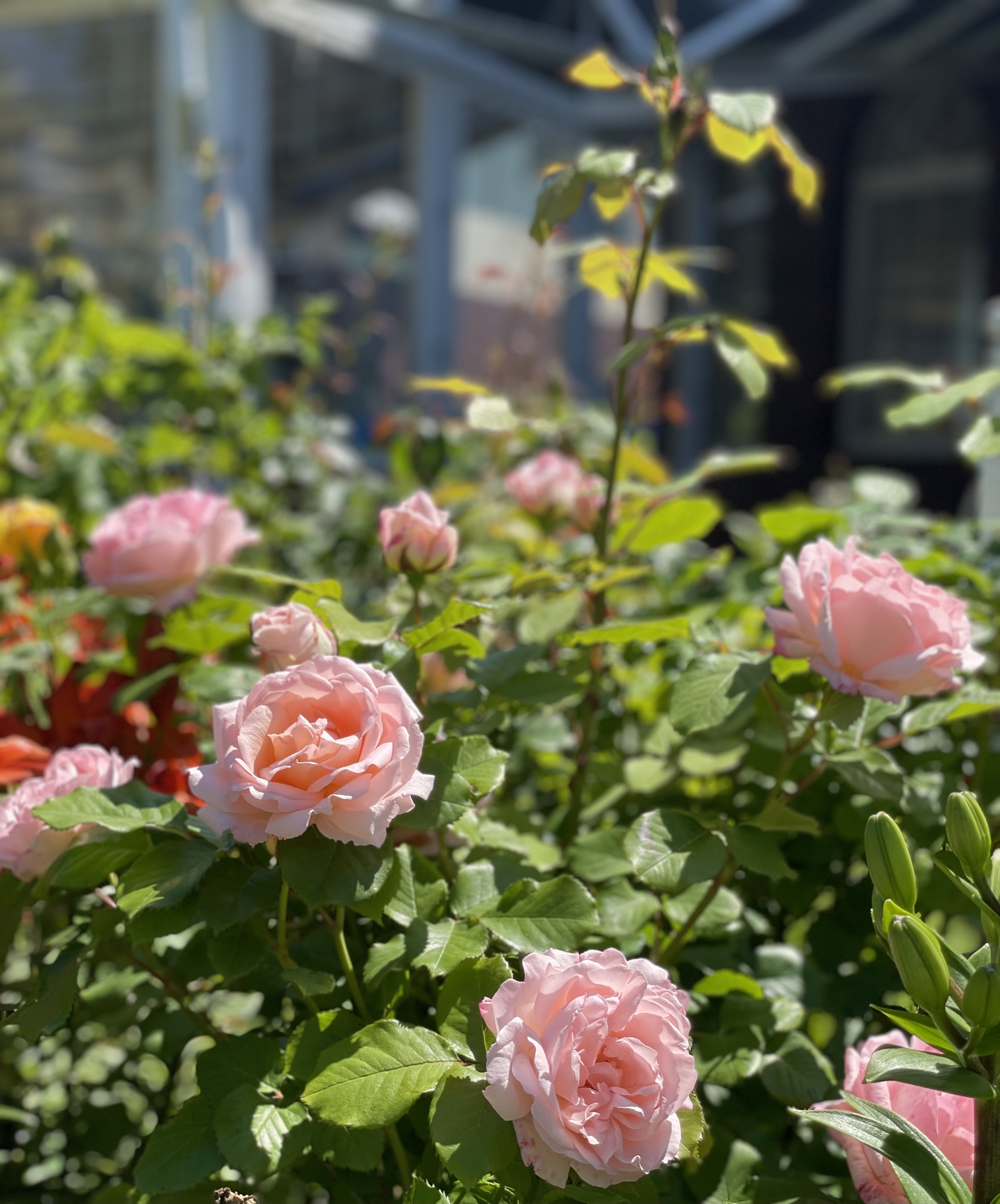 Фото Ренессанс