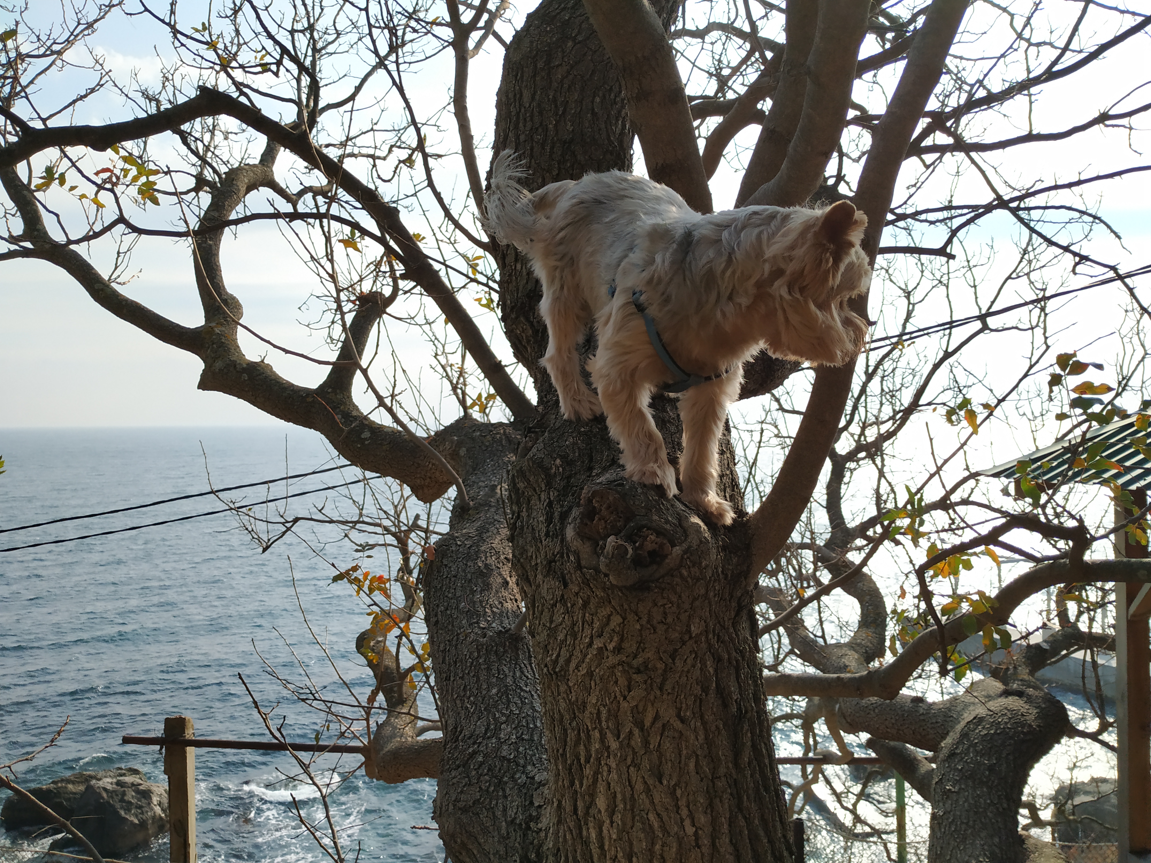 Фото Дача Фисташка