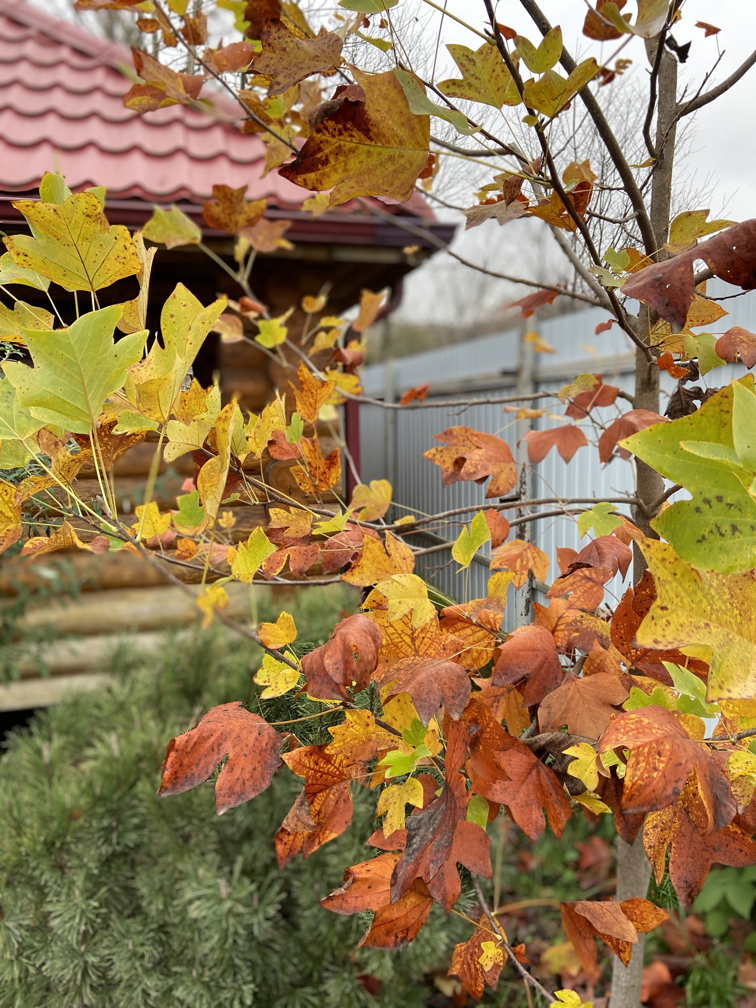 Фото Саксония