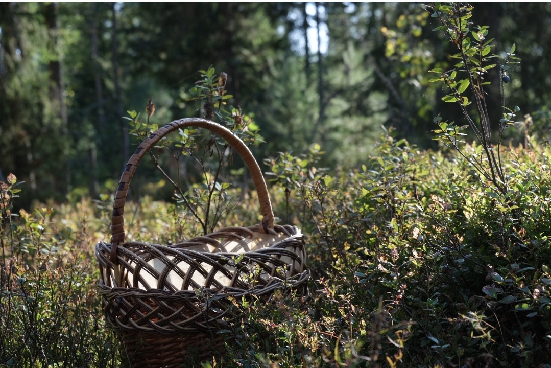 Фото Дача Липы