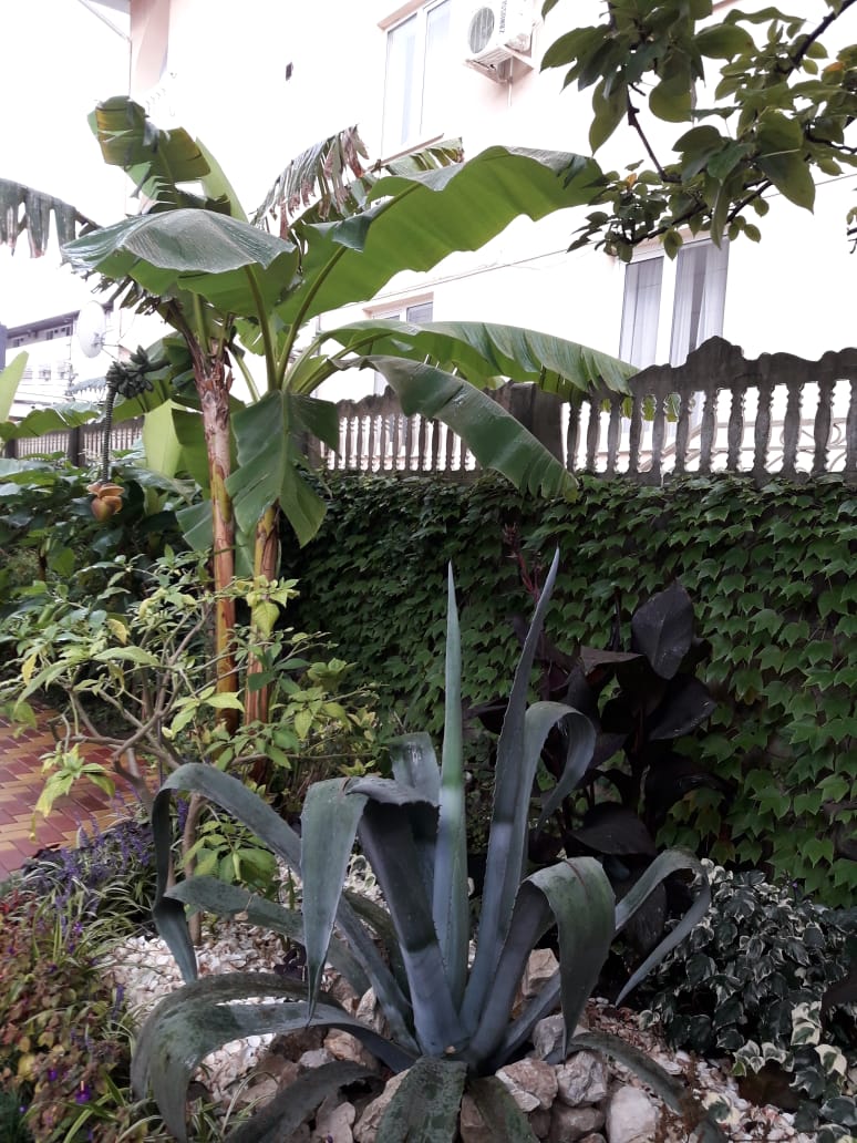 Фото Айвори