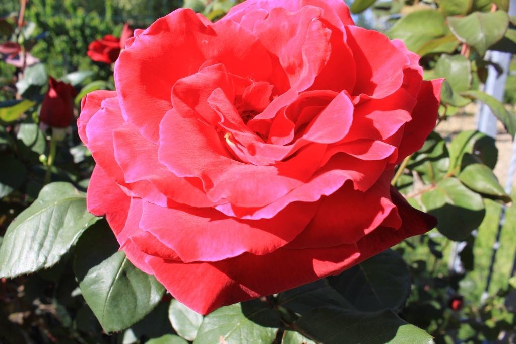 Фото Agriturismo La Vecchia Fonte