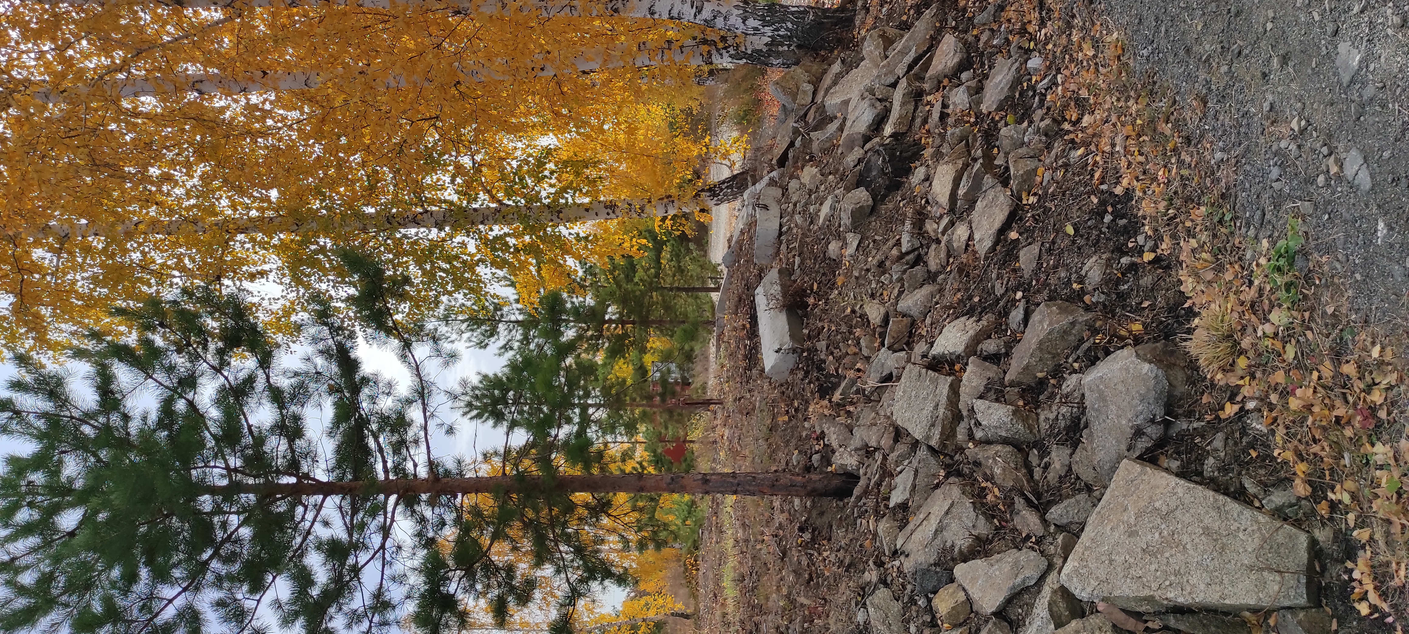 Фото Мичуринский