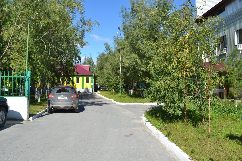 Фото Березка