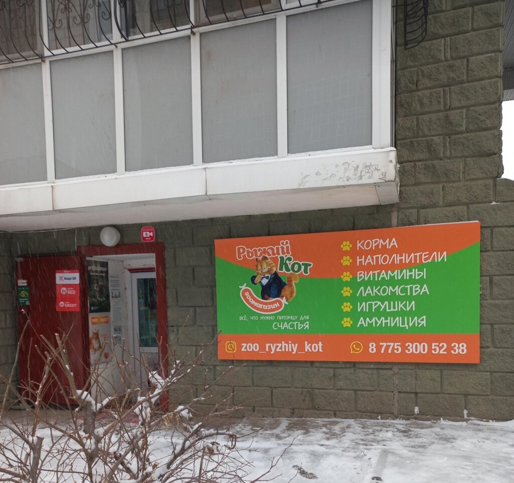 Рыжий кот ул гагарина 2 14 фото Панорама: Рыжий кот, ветеринарная клиника, просп. Генерала Острякова, 250, Севас