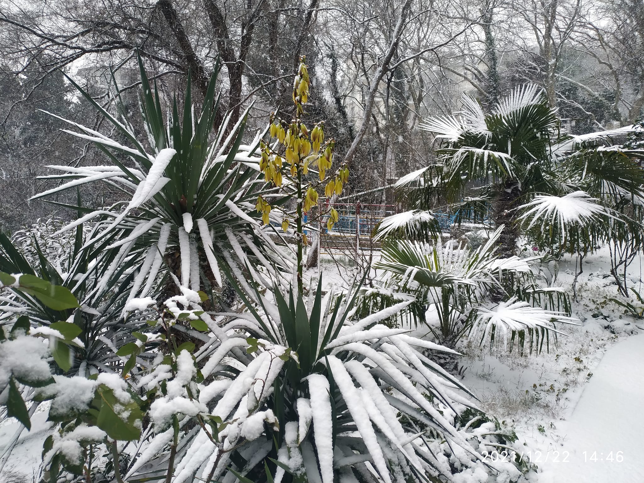 Фото Сувенир