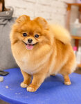 Petshop Pom-Pom (Kirova Street, 25Е), salón de mascota, peluquería de animales
