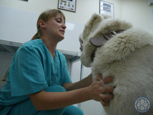 Veteriner klinikleri Belaya medveditsa, Nijni Novgorod, foto
