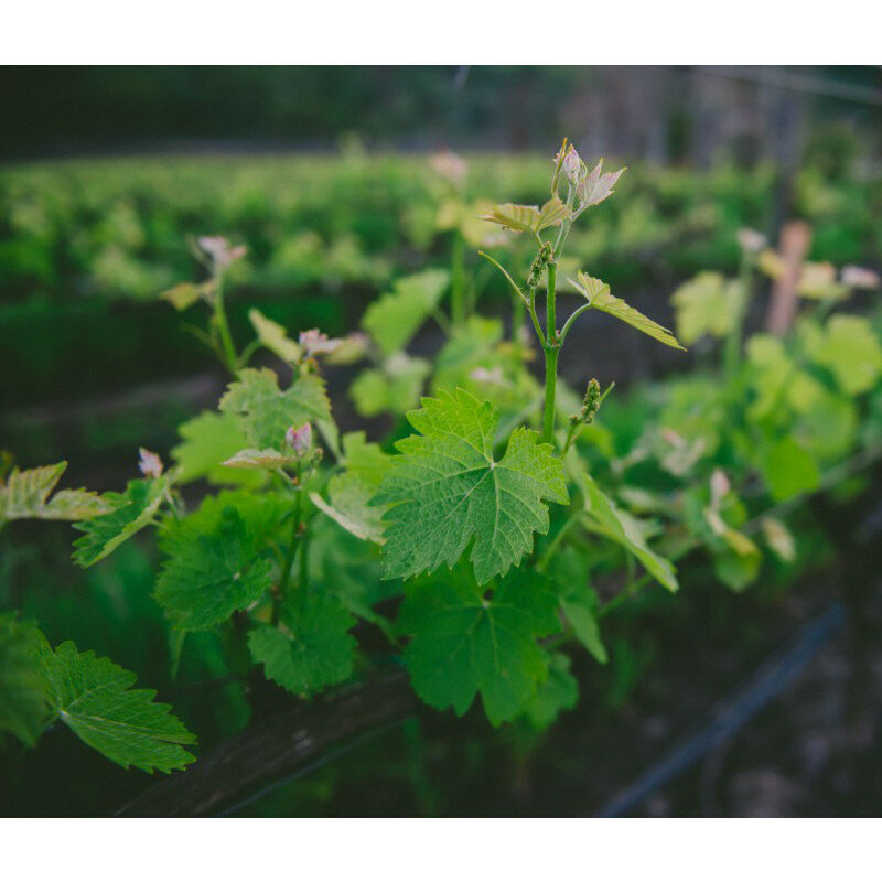 Agricultural goods Cantine Colle Petrito A. R. L., Apulia, photo