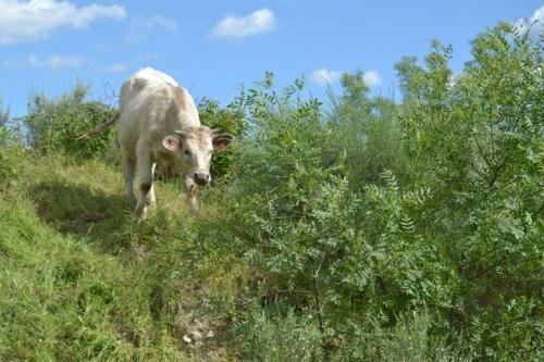 Гостиница Hostal Rural Luna Y Hostal Rural Lunaposada в Канделеде