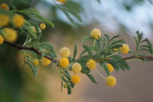 Фото Eldorado Lodge Cc