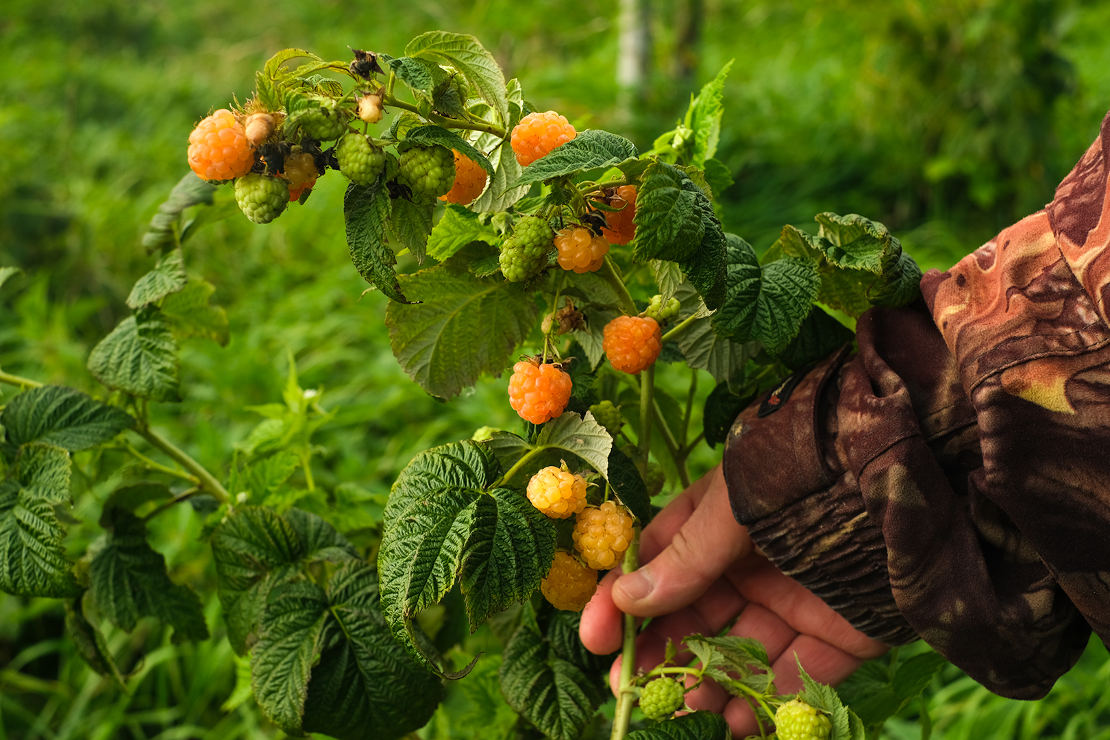 Фото Вилайоки АГРО