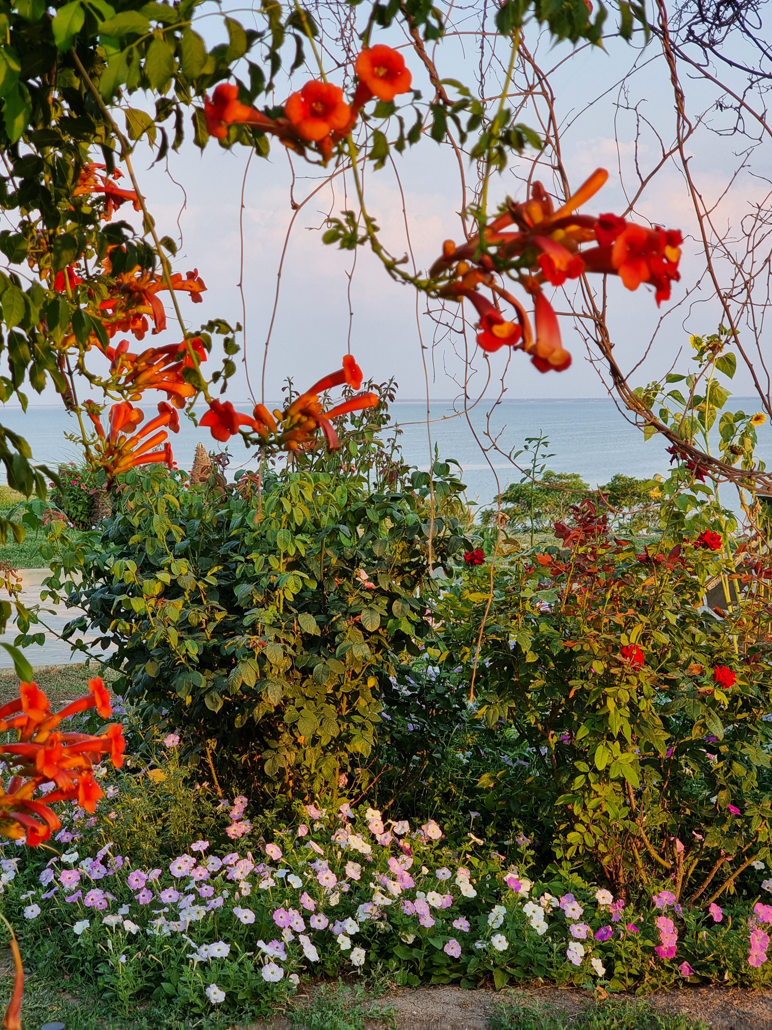 Фото Альбатрос