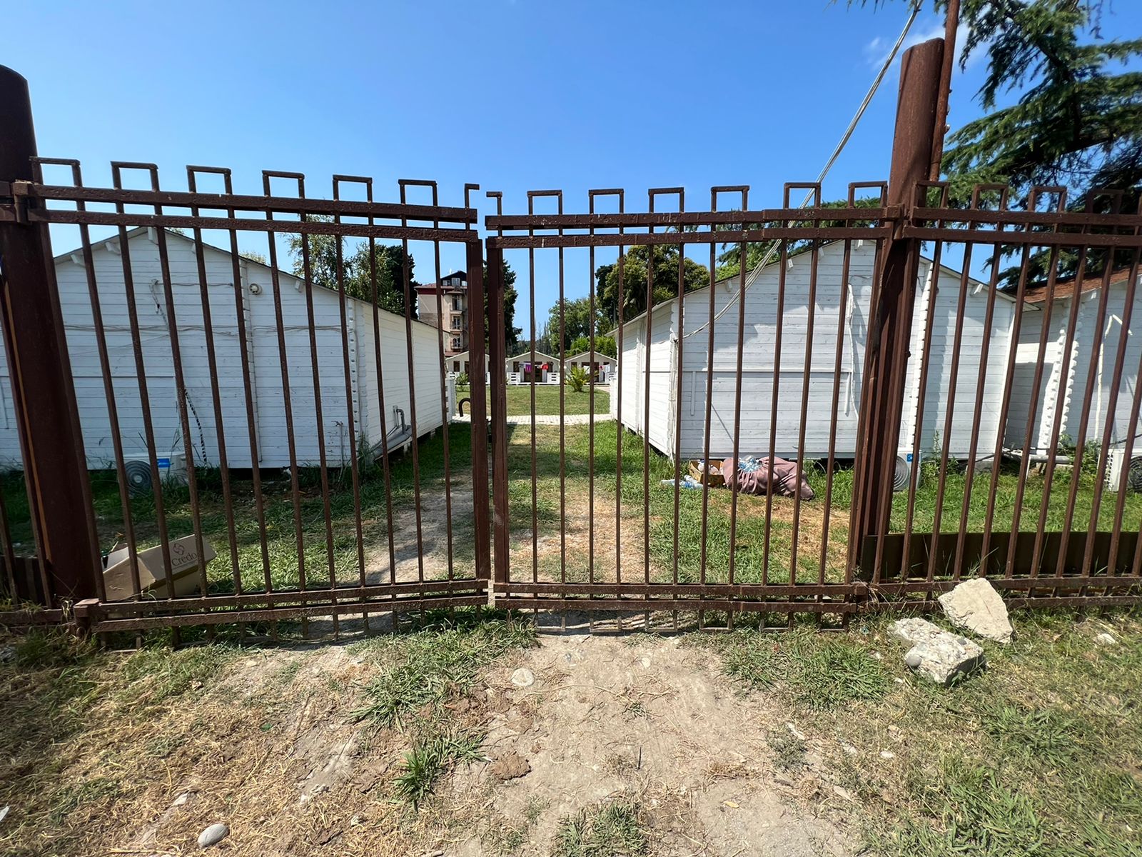 Фото Цитрус 1