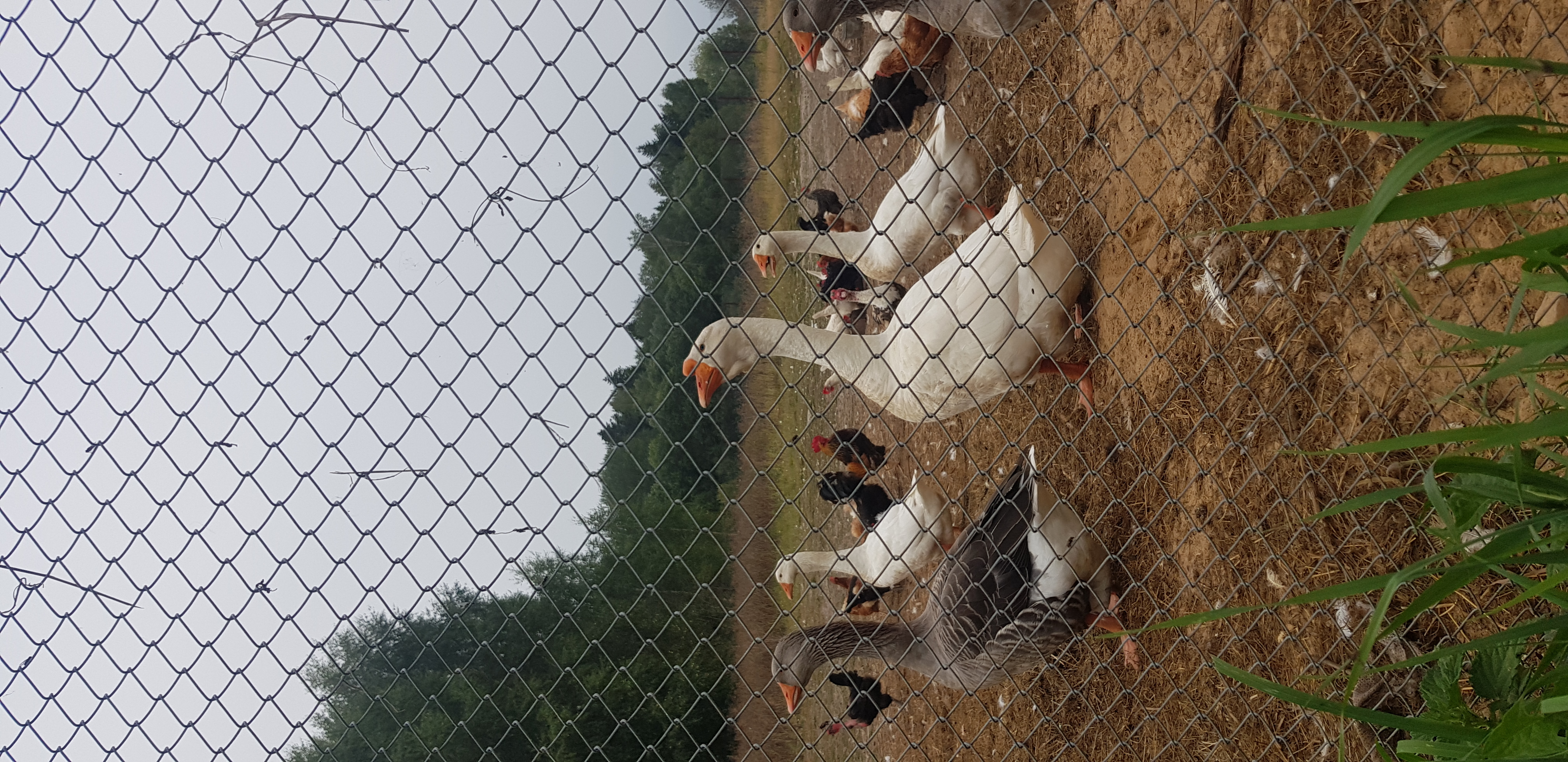 Фото Ваньково