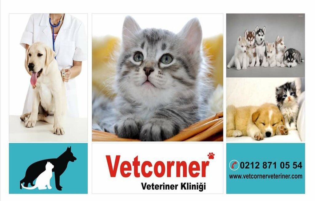 Veteriner klinikleri Vetcorner Veteriner Kliniği, Beylikdüzü, foto