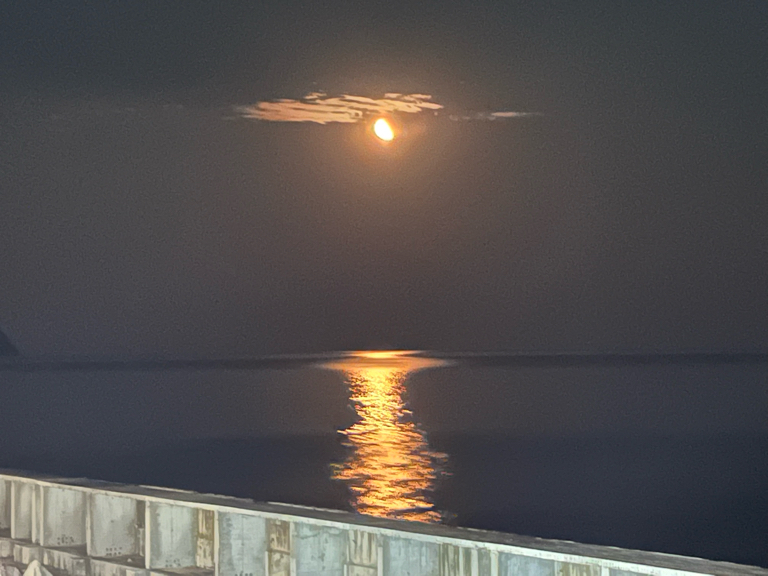 Фото Наутилус