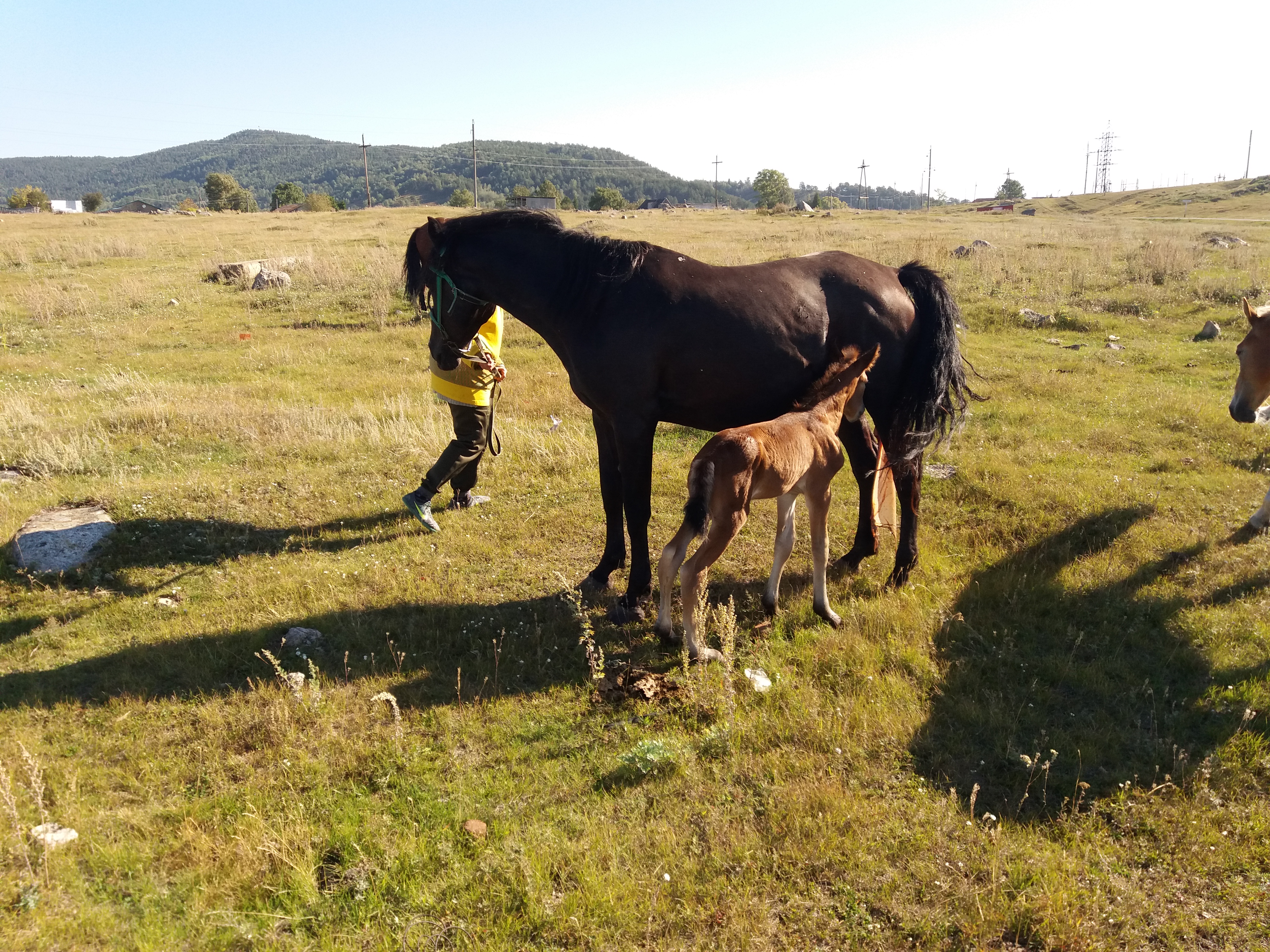 Фото Медная Сова