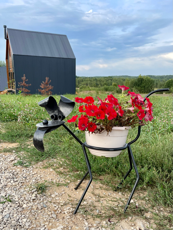 Фото Лаванда