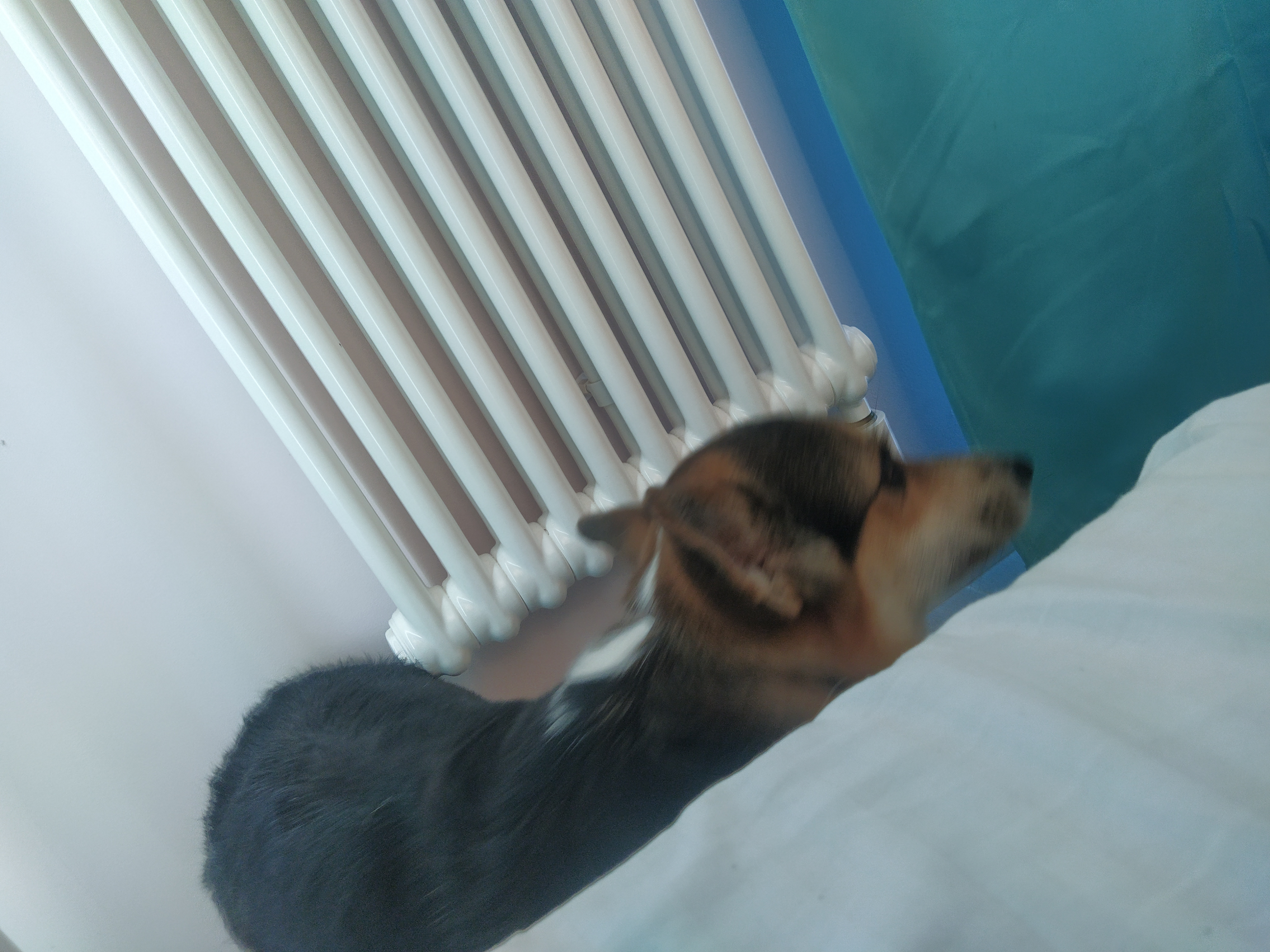 Фото Авокадо