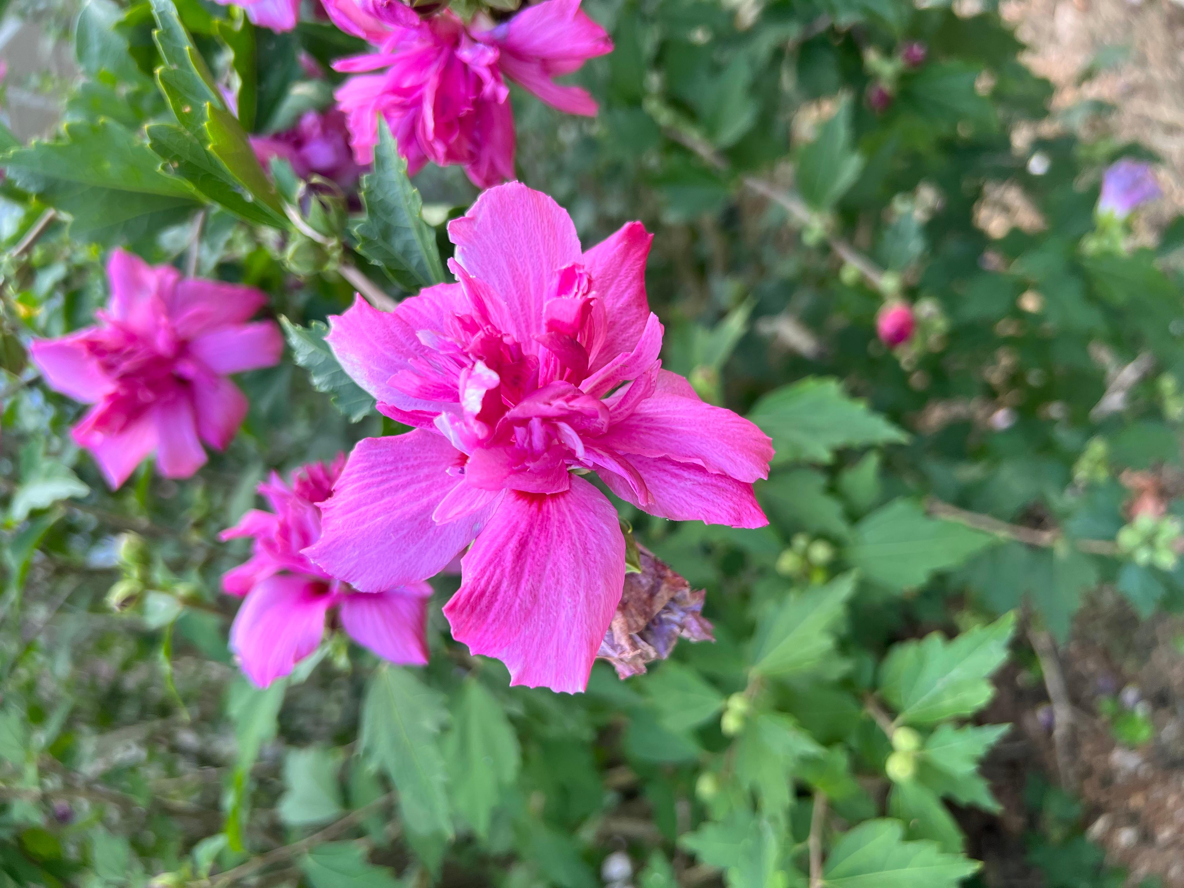 Фото Shawnee Trails Lodging and Suites