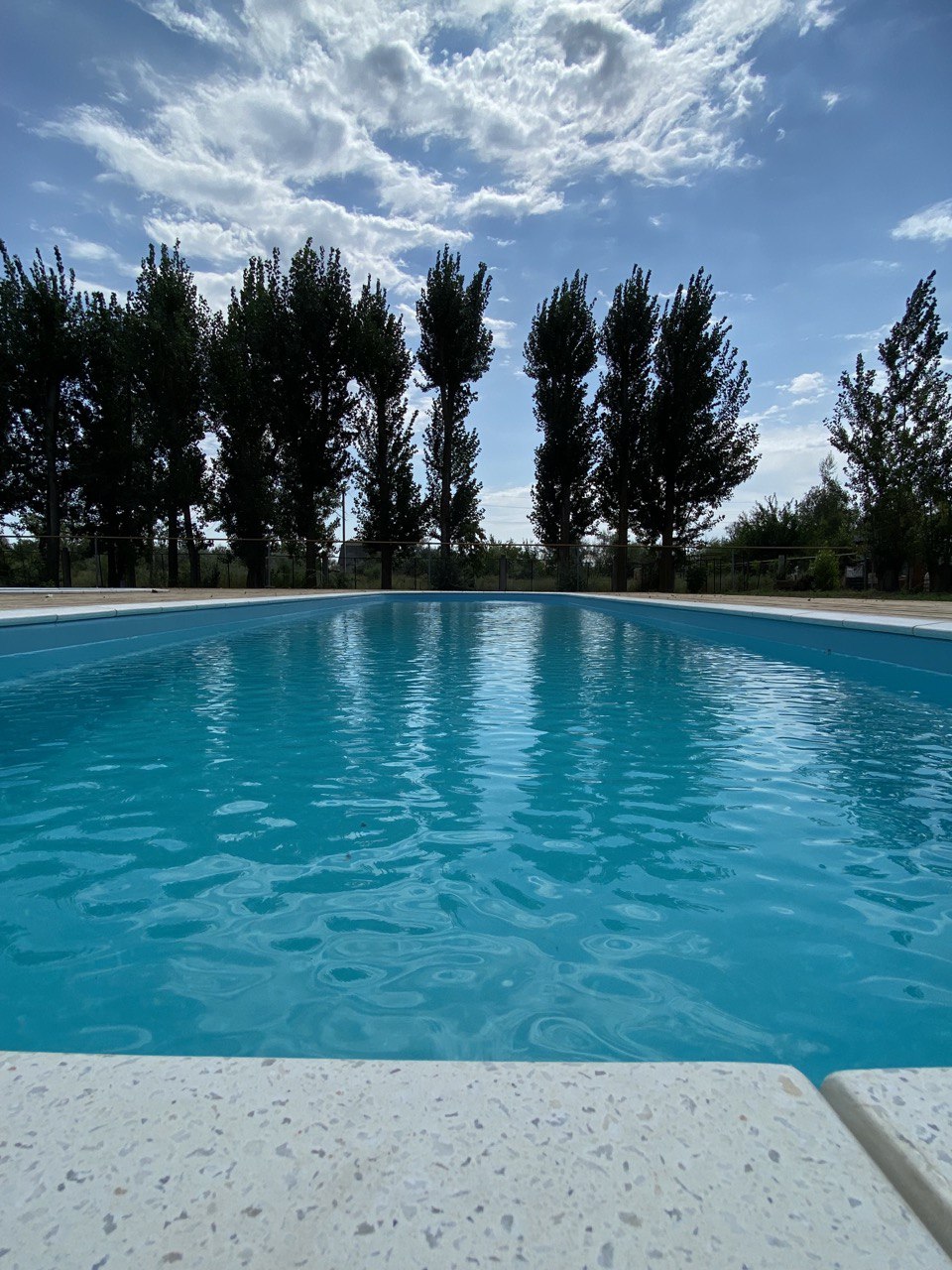 Фото Тополя