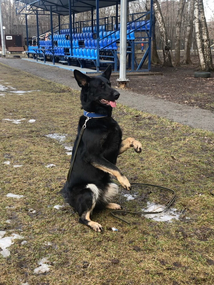 Estadio Dog Training Stadium Sokolniki, , foto