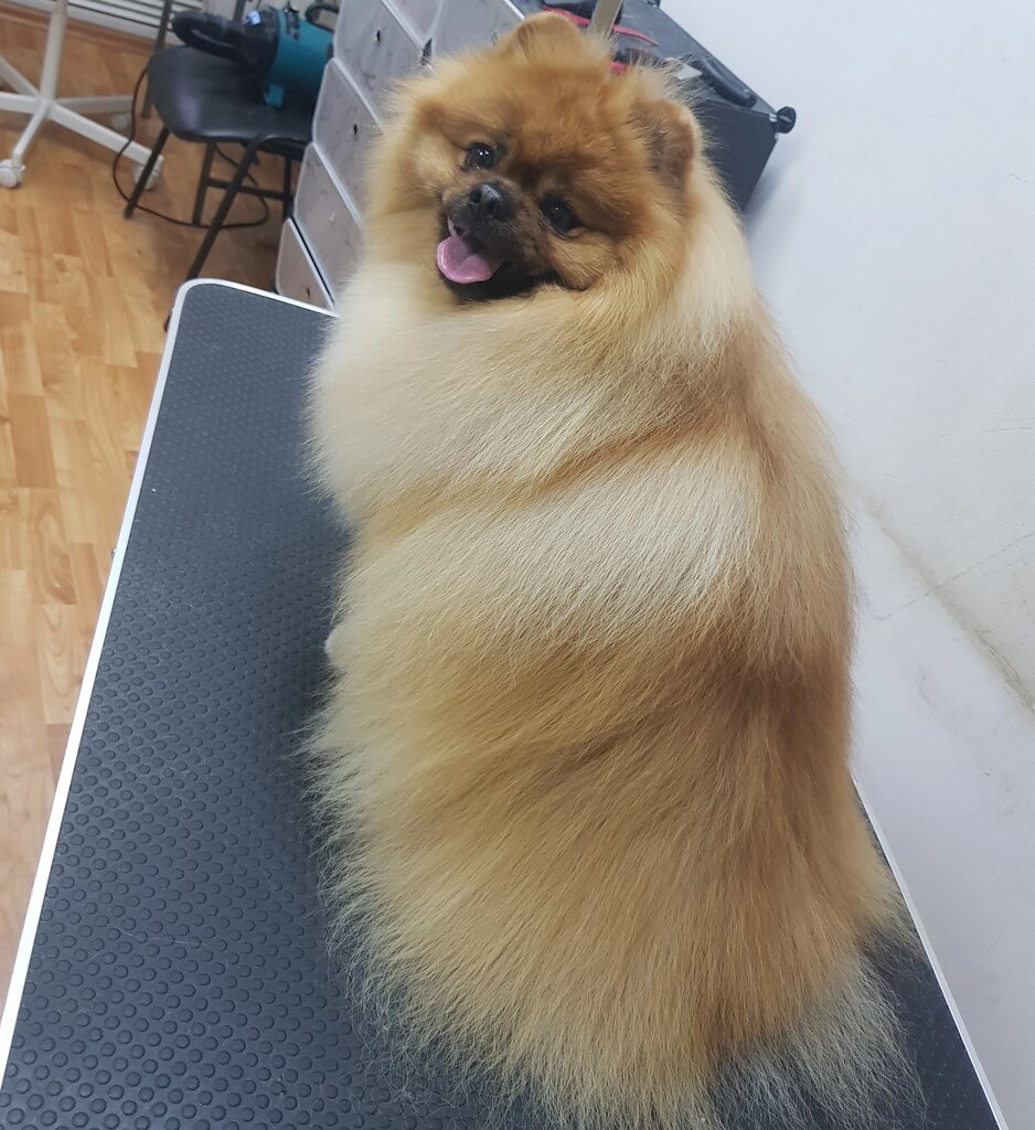 Salón de mascota, peluquería de animales Groomer Tomashevskaya Anna, , foto