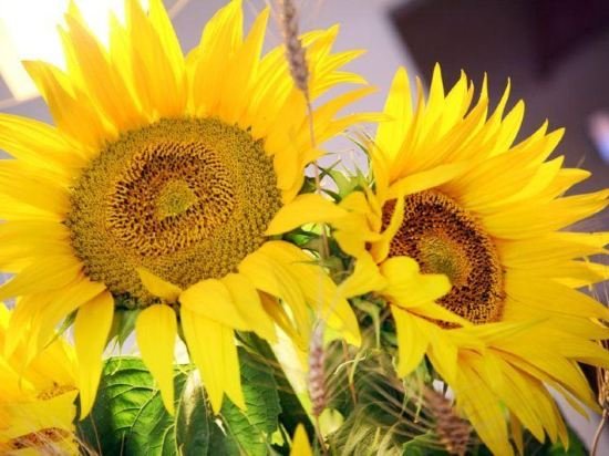 Фото Hotel Oasi del Mare