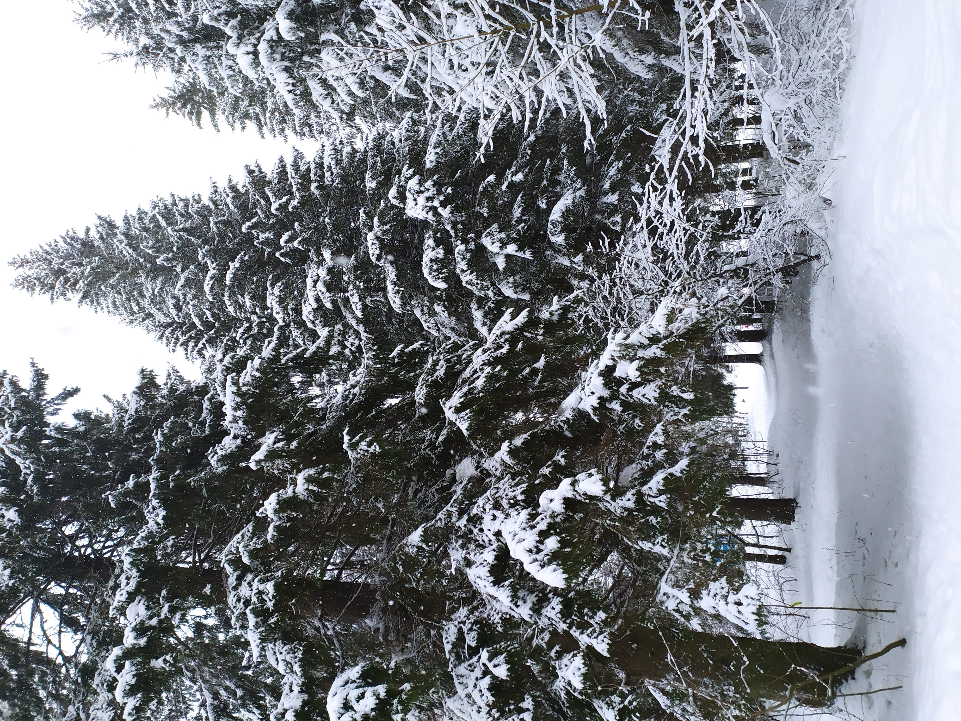 Фото Динамо