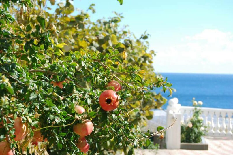 Фото Климентина