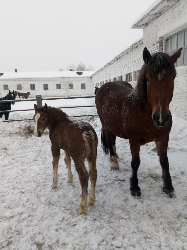 Intensive animal farming СПК Племенной конный завод Вологодский, Vologda Oblast, photo