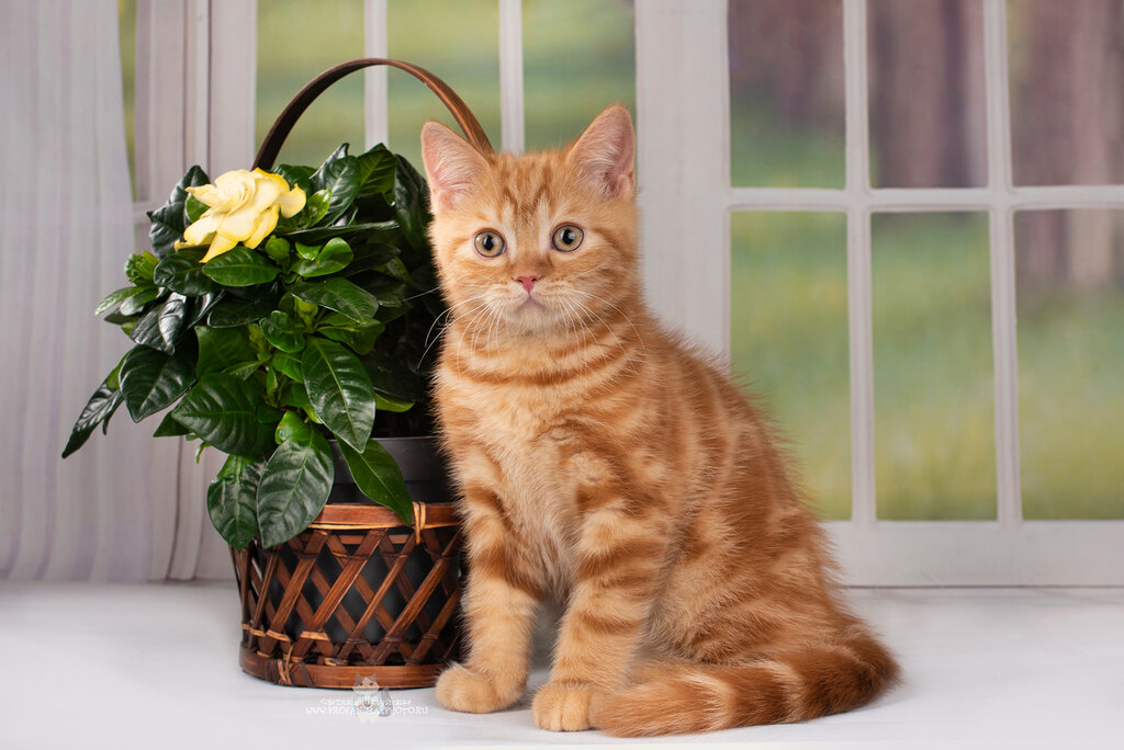 Animal nursery Murmarish, Saint Petersburg, photo