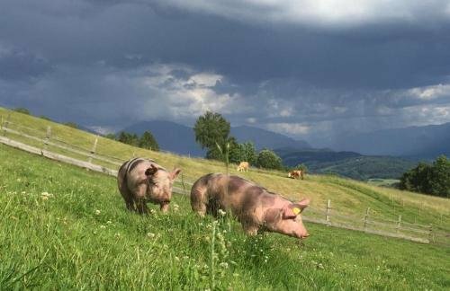 Гостиница Bauernhof - Pension Stauder - vlg. Oberrauter