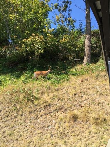 Фото Driftwood by the Sea Inn and Rv Resort