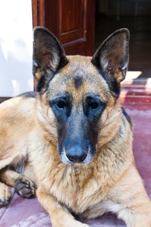 Фото Petal Faire Cottage